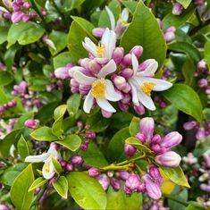 the flowers are blooming on the tree outside