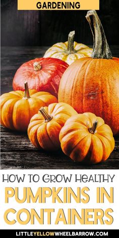 Did you know you can grow healthy pumpkins in a containersYou canPick a good sized container and read our tips and tricks to get started. Pumpkin Container Garden, Growing Pumpkins In Containers, Pumpkins In Containers, Gardening Fruits, Planting Seeds Indoors, Pie Pumpkins