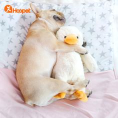 a dog laying on top of a pillow holding a stuffed duck