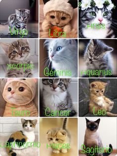 there are many different types of cats with names