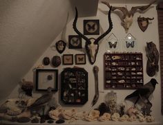 a collection of taxidermy and deer heads on display in a room with white walls