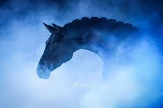 a black horse is standing in the fog with its head turned to look like it's coming out of the clouds