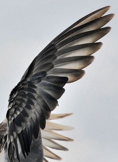 a close up of a bird with its wings spread