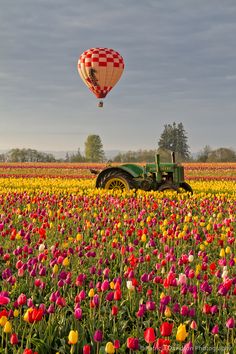 a tractor is in the middle of a field full of tulips and a hot air balloon