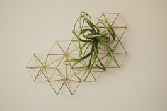 an air plant is hanging on the wall next to some gold geometric wire structures that are arranged around it