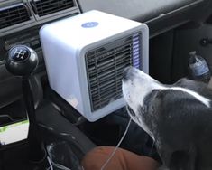 a dog sitting in the driver's seat of a car looking at an air conditioner