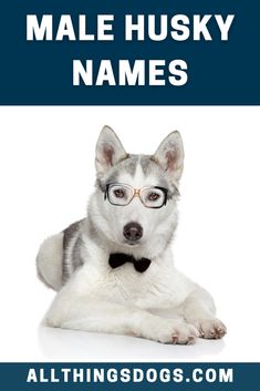 a husky dog wearing glasses and a bow tie with the words male husky names on it