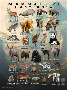 an illustrated poster showing the different types of animals and their names in english or spanish