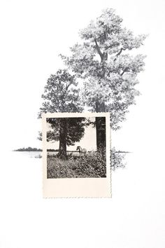 a black and white photo of a tree in the middle of a field next to a body of water