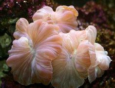 some very pretty pink flowers growing on the side of a rock wall in an aquarium