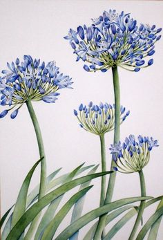 three blue flowers with green leaves on a white background in watercolor and pen and ink