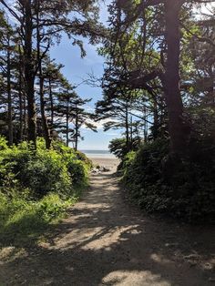 the path to the beach is lined with trees