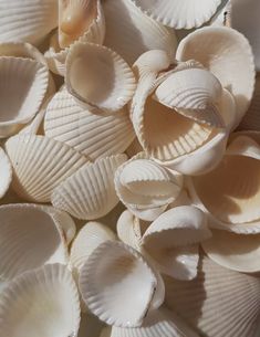 many shells are scattered on top of each other