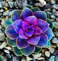 a purple and green plant sitting on top of rocks