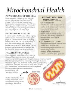 Mitochondrial Health, Functional Health, Nutritional Therapy, Health Research, Health Knowledge, Holistic Nutrition, Nutrition Education