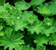 green leaves with water droplets on them