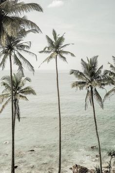 palm trees on the beach with water in the background