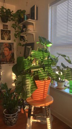 a houseplant sits on a stool in front of a window