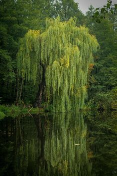 a green tree is reflected in the water