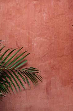 a pink wall with a palm tree next to it and the caption says, el claror enviar