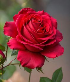 a red rose with green leaves in the foreground