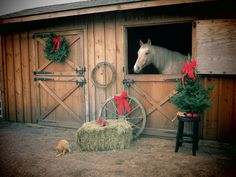 a horse looking out the window of a barn with hay bales and christmas wreaths