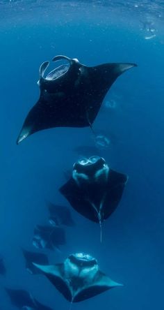 several different types of sea animals swimming in the blue water with sunlight shining on them