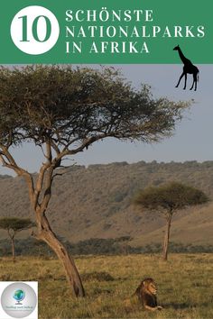 a giraffe standing next to a tree on top of a lush green field