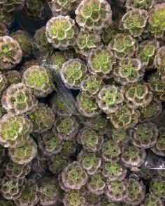 an overhead view of many flowers in plastic bags