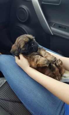 a person holding a small dog in their lap while sitting in the back seat of a car