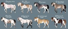 the different types of horses are shown in this drawing style, and each horse has their own name on it