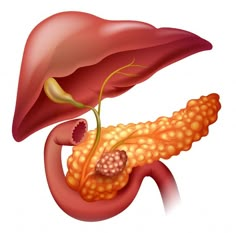 an image of the liver and pancreas