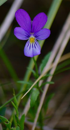 a purple flower with yellow center sitting in the grass