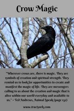 a black bird sitting on top of a tree branch next to a quote about crow magic