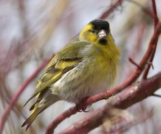 a yellow and black bird sitting on top of a tree branch next to red branches