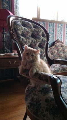 a cat sitting on top of a chair in front of a table with chairs behind it