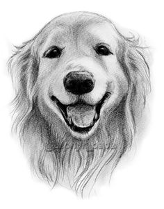 a drawing of a golden retriever dog