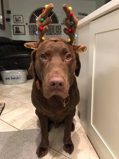 a brown dog wearing reindeer antlers on his head