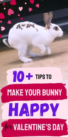 Keep your rabbits hopping with joy using these straightforward tips! Learn how to create a loving environment that promotes playfulness and contentment for your bunny | is my rabbit happy | how to keep rabbits happy | how to make my bunny happy