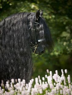 a black horse with long hair standing next to white flowers and trees in the background