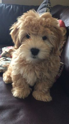 a small brown dog sitting on top of a couch