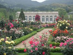 a garden filled with lots of flowers next to a lush green hillside covered in trees