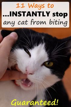 a black and white cat being petted by someone's hand with caption that reads, 11 ways to instantly stop any cat from biting