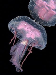 two pink jellyfishs floating in the water on a black background, one with its head turned to the side