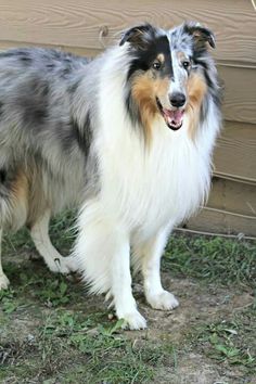 a dog standing in the grass next to a wooden fence and building with siding on it's side