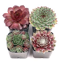 four different types of succulents in small pots