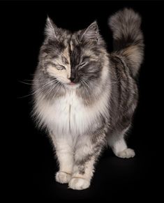 a gray and white cat with its eyes closed on a black background looking at the camera