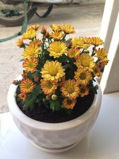 small yellow flowers are in a white pot