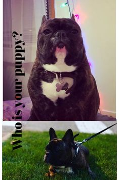 two pictures of a black and white dog on a leash with the caption happy birthday to you