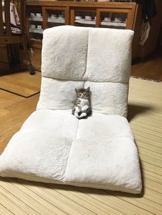 a cat sitting on top of a white chair